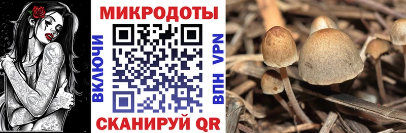 Галлюциногенные грибы Psilocybine cubensis где можно купить наркотик Новохопёрск